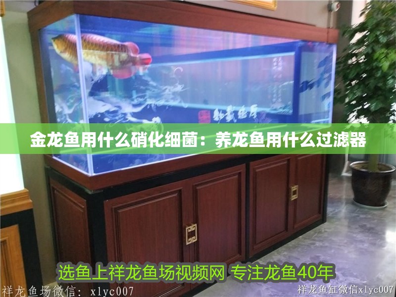金龍魚用什么硝化細菌：養龍魚用什么過濾器