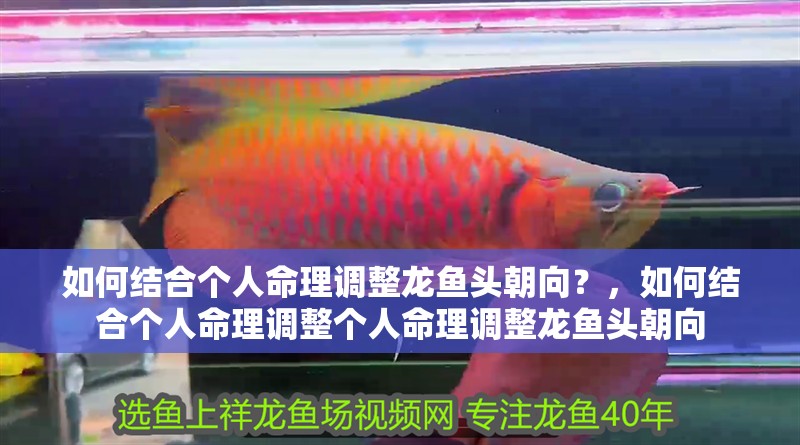 如何結(jié)合個人命理調(diào)整龍魚頭朝向？，如何結(jié)合個人命理調(diào)整個人命理調(diào)整龍魚頭朝向