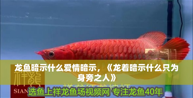 龍魚暗示什么愛情暗示，《龍著暗示什么只為身旁之人》