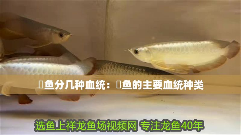 魟魚分幾種血統：魟魚的主要血統種類 魟魚分幾種血統：魟魚的主要血統種類 魟魚百科 第2張