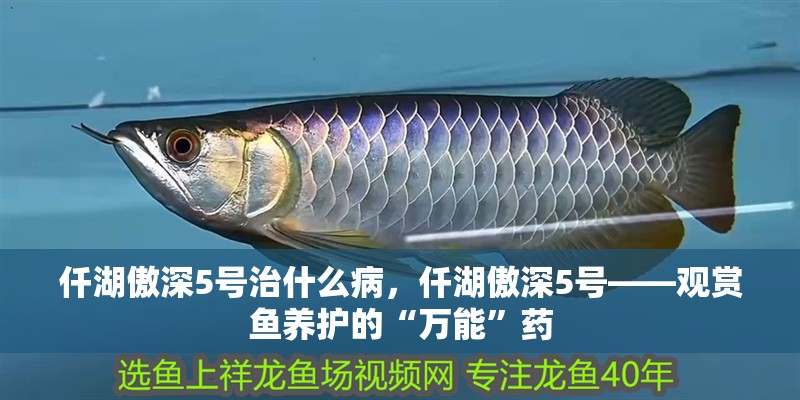 仟湖傲深5號治什么病，仟湖傲深5號——觀賞魚養護的“萬能”藥