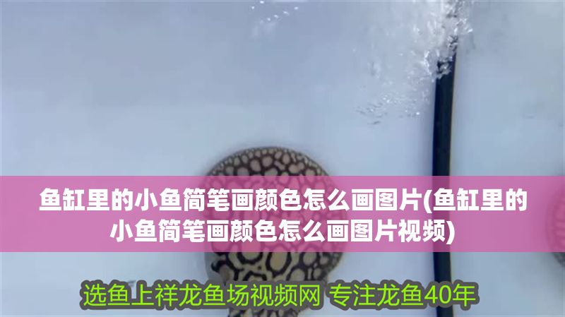 魚缸里的小魚簡(jiǎn)筆畫顏色怎么畫圖片(魚缸里的小魚簡(jiǎn)筆畫顏色怎么畫圖片視頻)