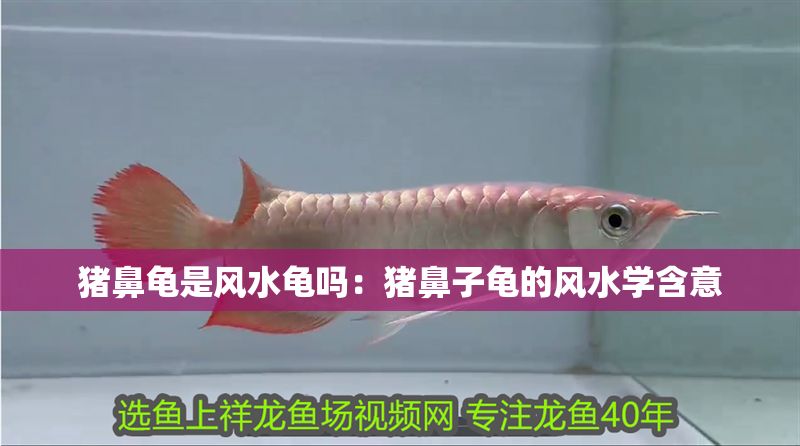 豬鼻龜是風(fēng)水龜嗎：豬鼻子龜?shù)娘L(fēng)水學(xué)含意