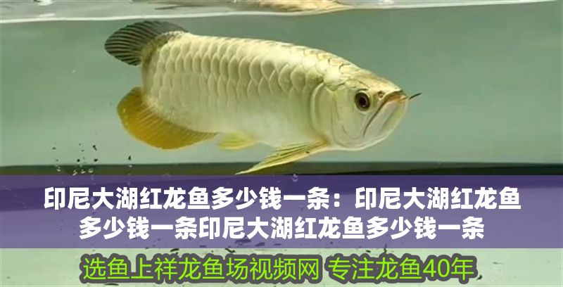 印尼大湖紅龍魚多少錢一條：印尼大湖紅龍魚多少錢一條印尼大湖紅龍魚多少錢一條
