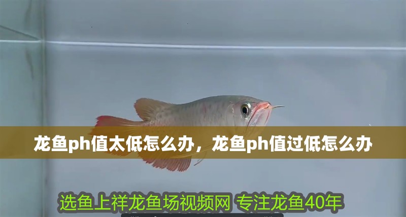 龍魚ph值太低怎么辦，龍魚ph值過低怎么辦