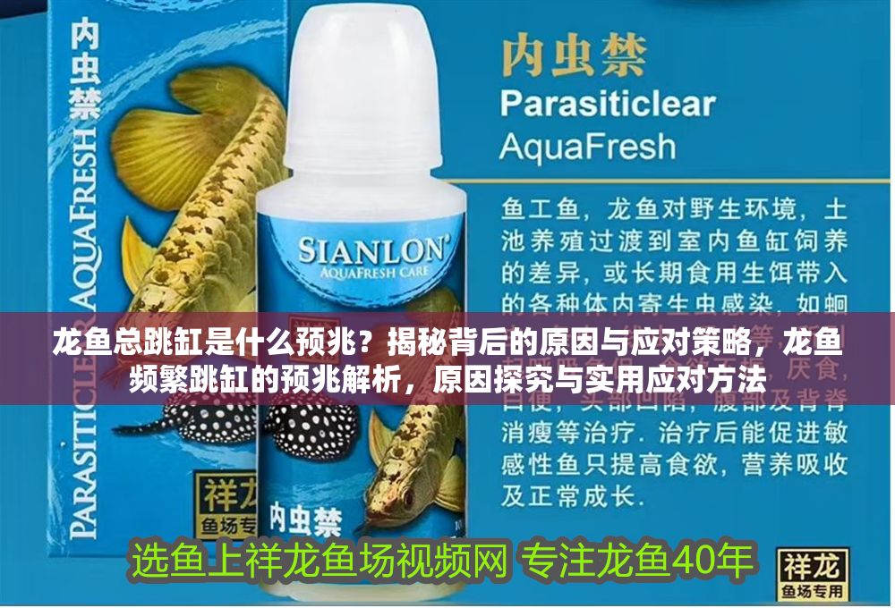 龍魚總跳缸是什么預兆？揭秘背后的原因與應對策略，龍魚頻繁跳缸的預兆解析，原因探究與實用應對方法