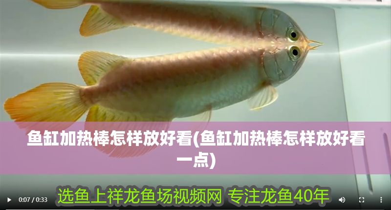 魚缸加熱棒怎樣放好看(魚缸加熱棒怎樣放好看一點(diǎn))