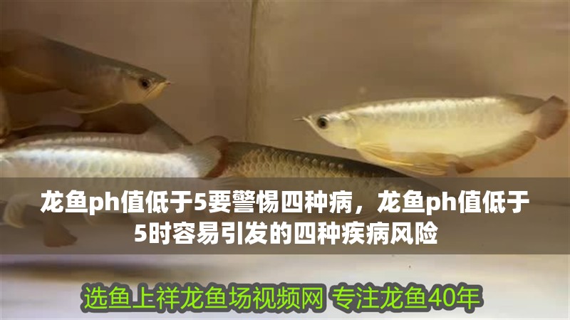 龍魚ph值低于5要警惕四種病，龍魚ph值低于5時容易引發的四種疾病風險
