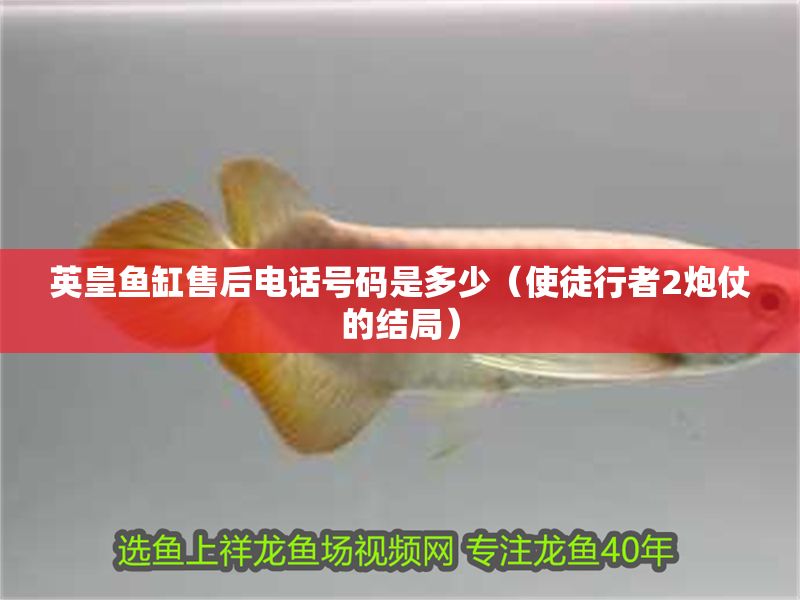 英皇魚缸售后電話號碼是多少（使徒行者2炮仗的結局）