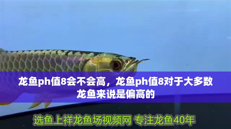 龍魚ph值8會不會高，龍魚ph值8對于大多數龍魚來說是偏高的