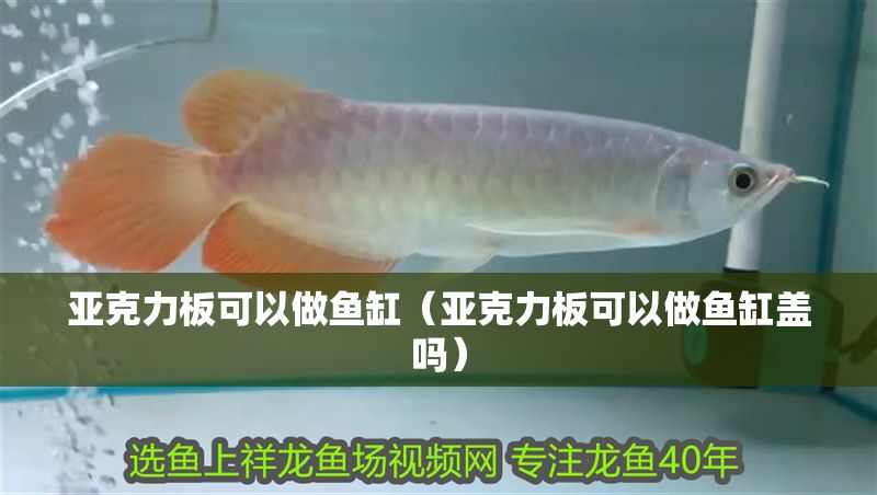 亞克力板可以做魚缸（亞克力板可以做魚缸蓋嗎）