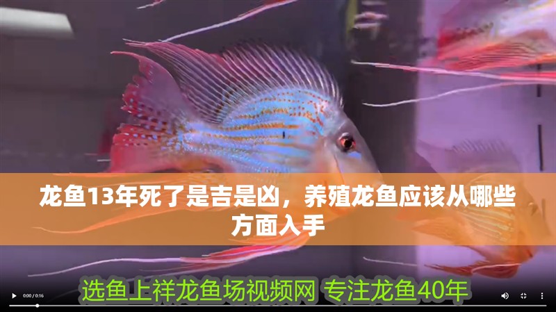 龍魚13年死了是吉是兇，養殖龍魚應該從哪些方面入手