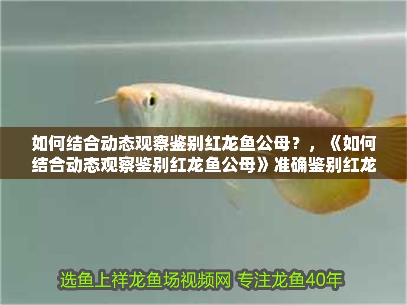 如何結合動態觀察鑒別紅龍魚公母？，《如何結合動態觀察鑒別紅龍魚公母》準確鑒別紅龍魚公母