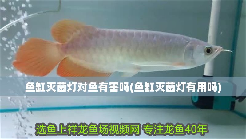 魚缸滅菌燈對魚有害嗎(魚缸滅菌燈有用嗎)