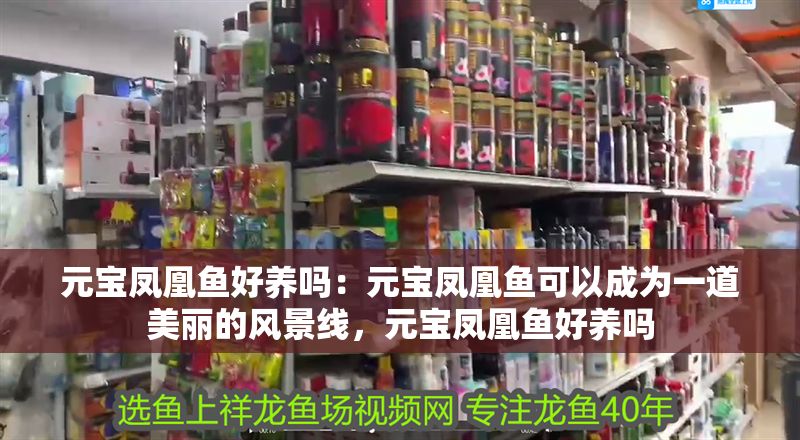 元寶鳳凰魚好養嗎：元寶鳳凰魚可以成為一道美麗的風景線，元寶鳳凰魚好養嗎 元寶鳳凰魚好養嗎：元寶鳳凰魚可以成為一道美麗的風景線，元寶鳳凰魚好養嗎 元寶鳳凰魚百科 第2張