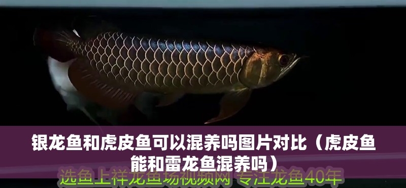 銀龍魚和虎皮魚可以混養(yǎng)嗎圖片對比（虎皮魚能和雷龍魚混養(yǎng)嗎）