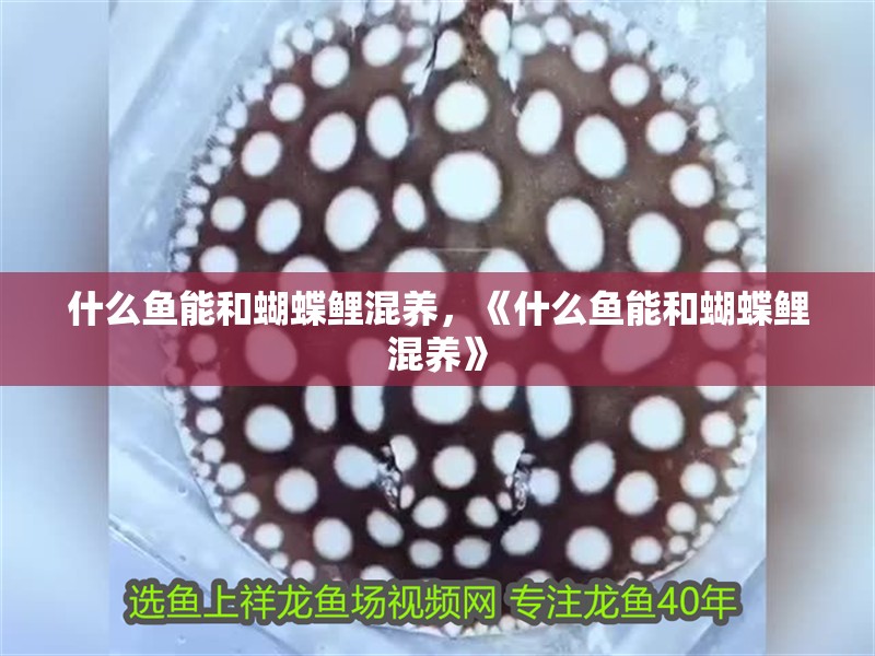 什么魚能和蝴蝶鯉混養(yǎng)，《什么魚能和蝴蝶鯉混養(yǎng)》