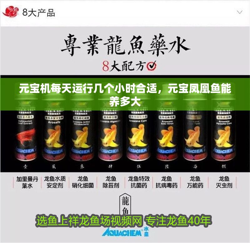 元寶機每天運行幾個小時合適，元寶鳳凰魚能養(yǎng)多大 元寶機每天運行幾個小時合適，元寶鳳凰魚能養(yǎng)多大 元寶鳳凰魚百科 第1張