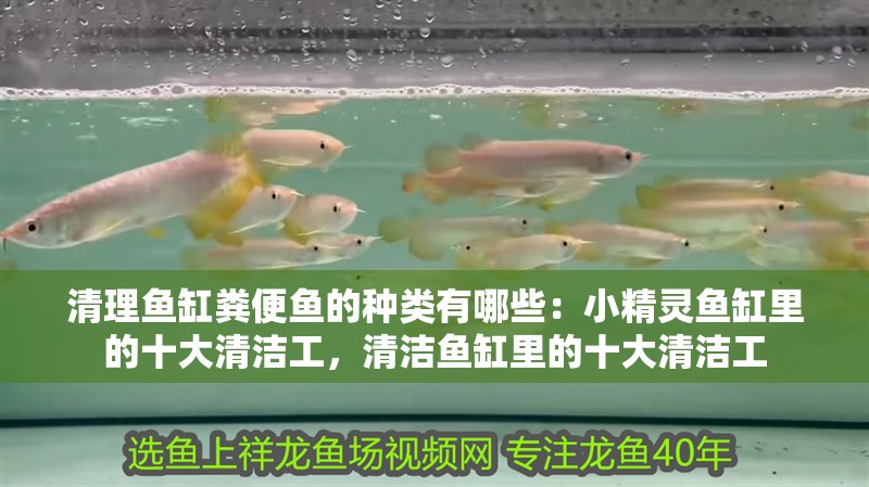 清理魚缸糞便魚的種類有哪些：小精靈魚缸里的十大清潔工，清潔魚缸里的十大清潔工