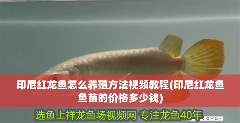 印尼紅龍魚怎么養殖方法視頻教程(印尼紅龍魚魚苗的價格多少錢)