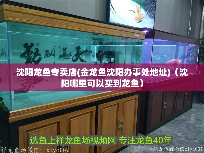 沈陽龍魚專賣店(金龍魚沈陽辦事處地址)（沈陽哪里可以買到龍魚）