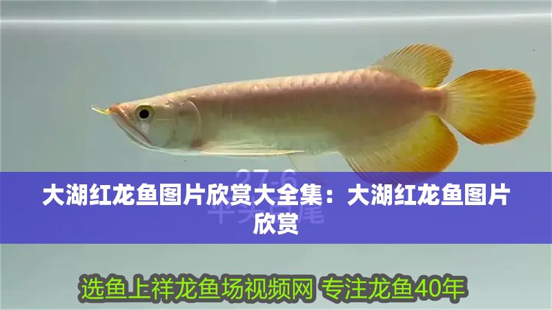 大湖紅龍魚圖片欣賞大全集：大湖紅龍魚圖片欣賞