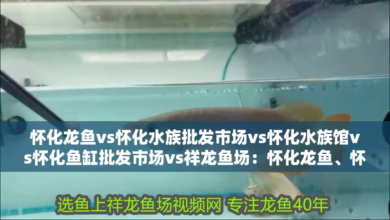 懷化龍魚vs懷化水族批發市場vs懷化水族館vs懷化魚缸批發市場vs祥龍魚場：懷化龍魚、懷化水族批發市場、懷化水族批發市場價格對比