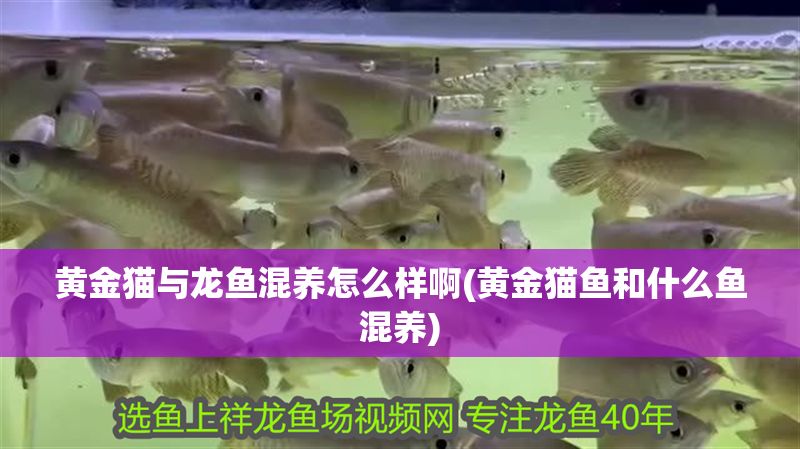 黃金貓與龍魚混養怎么樣啊(黃金貓魚和什么魚混養)