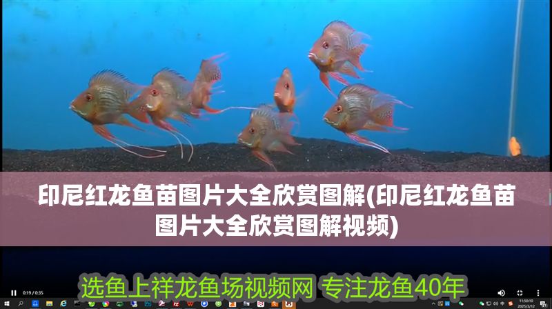 印尼紅龍魚苗圖片大全欣賞圖解(印尼紅龍魚苗圖片大全欣賞圖解視頻)