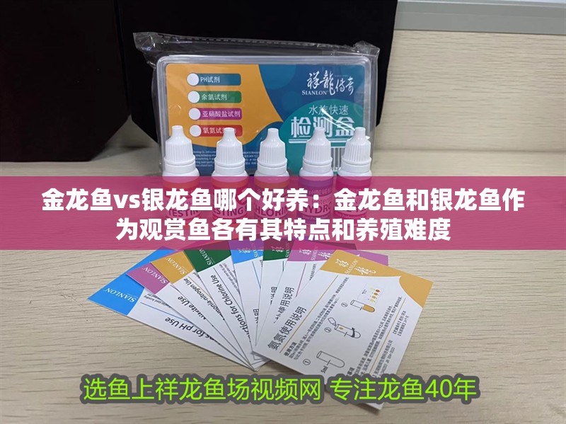 金龍魚vs銀龍魚哪個好養：金龍魚和銀龍魚作為觀賞魚各有其特點和養殖難度