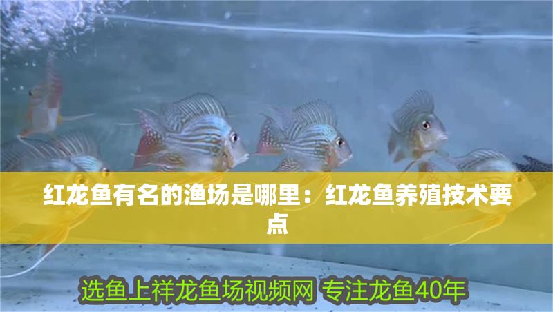 紅龍魚有名的漁場是哪里：紅龍魚養(yǎng)殖技術要點