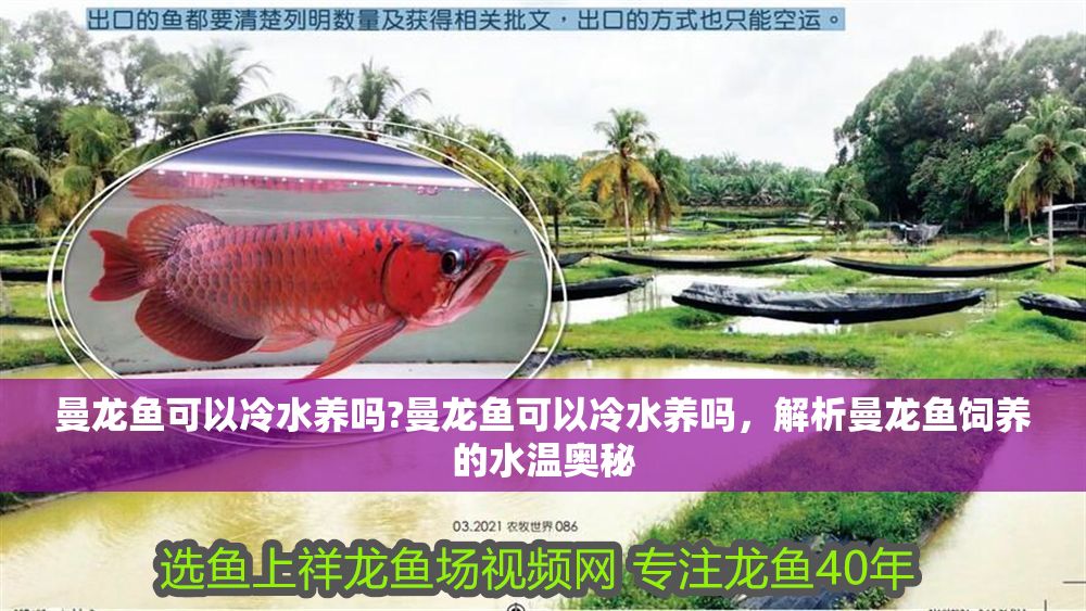 曼龍魚可以冷水養嗎?曼龍魚可以冷水養嗎，解析曼龍魚飼養的水溫奧秘