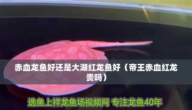 赤血龍魚好還是大湖紅龍魚好（帝王赤血紅龍貴嗎）