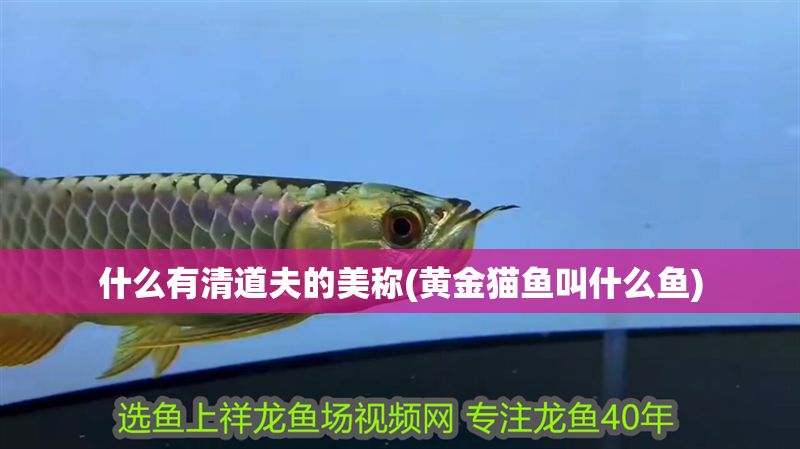 什么有清道夫的美稱(黃金貓魚叫什么魚)