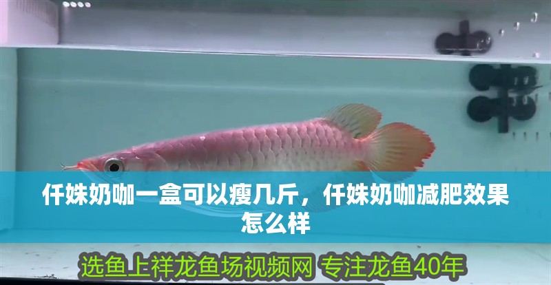 仟姝奶咖一盒可以瘦幾斤，仟姝奶咖減肥效果怎么樣