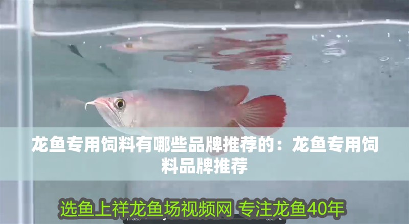 龍魚專用飼料有哪些品牌推薦的：龍魚專用飼料品牌推薦
