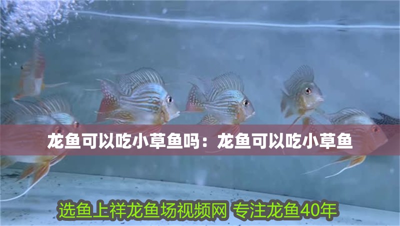 龍魚(yú)可以吃小草魚(yú)嗎：龍魚(yú)可以吃小草魚(yú)