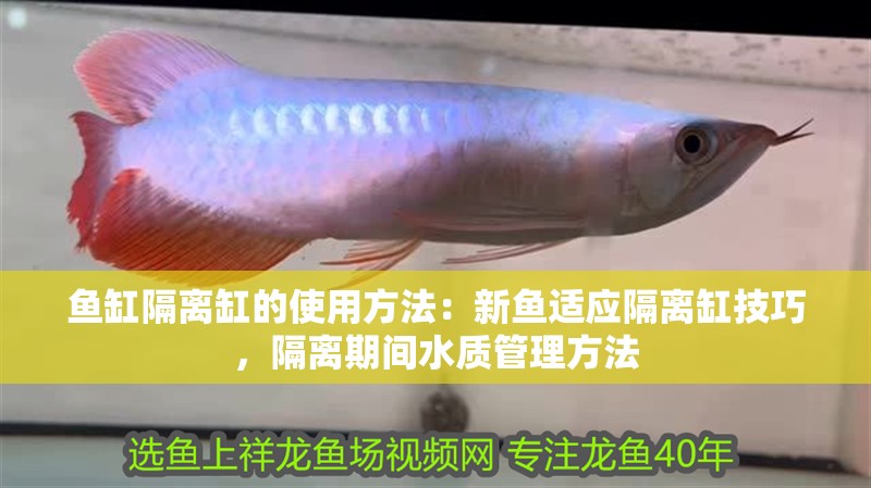 魚缸隔離缸的使用方法：新魚適應隔離缸技巧，隔離期間水質管理方法