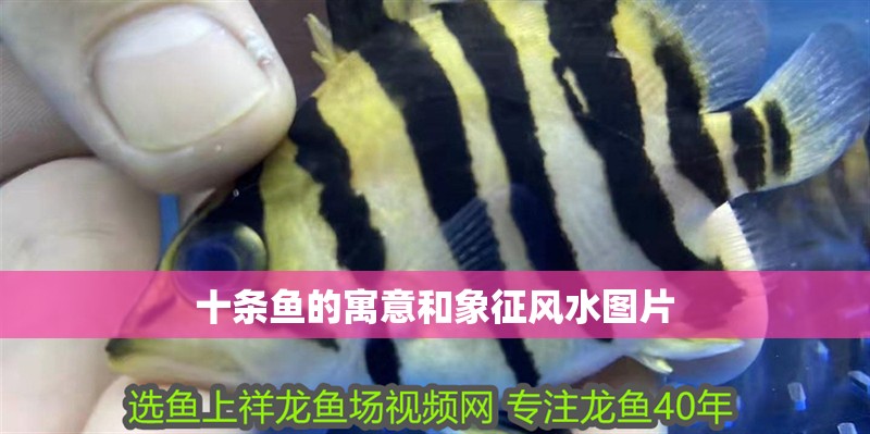 十條魚(yú)的寓意和象征風(fēng)水圖片