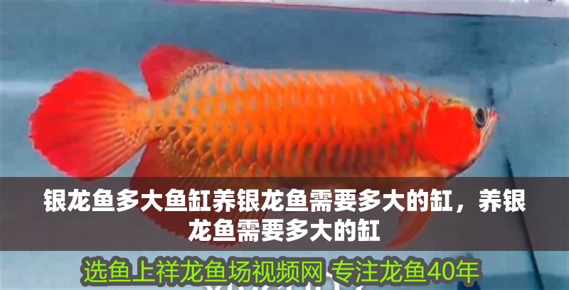 銀龍魚多大魚缸養銀龍魚需要多大的缸，養銀龍魚需要多大的缸