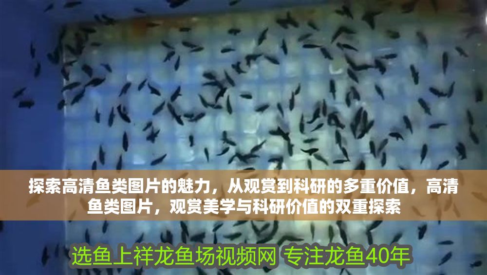探索高清魚類圖片的魅力，從觀賞到科研的多重價值，高清魚類圖片，觀賞美學與科研價值的雙重探索