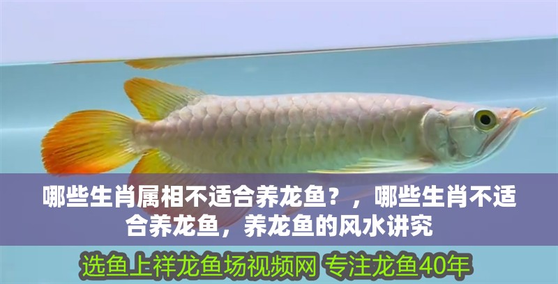 哪些生肖屬相不適合養龍魚？，哪些生肖不適合養龍魚，養龍魚的風水講究