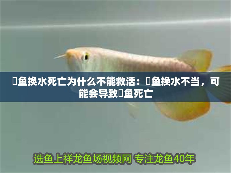 魟魚換水死亡為什么不能救活：魟魚換水不當，可能會導致魟魚死亡
