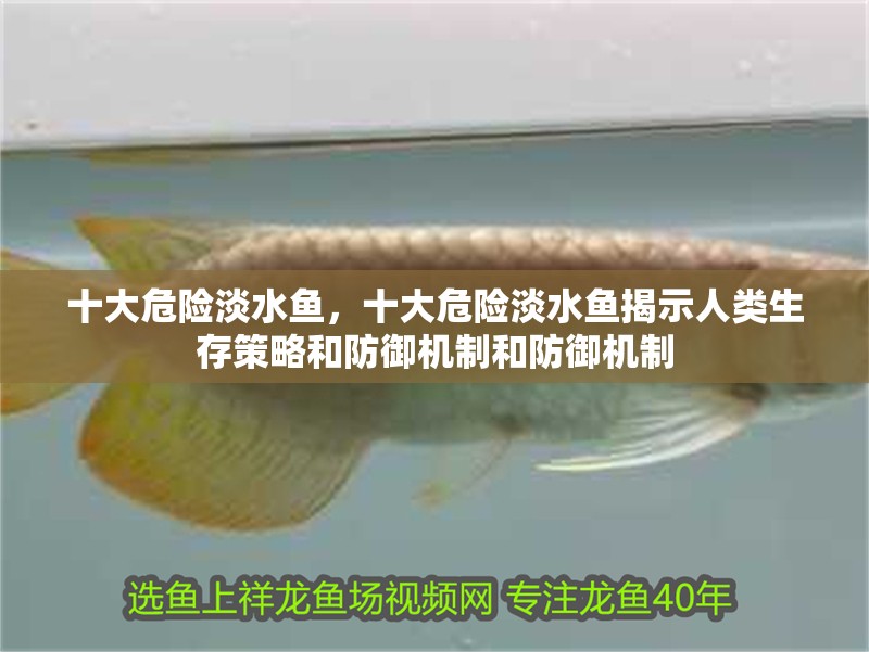 十大危險淡水魚，十大危險淡水魚揭示人類生存策略和防御機制和防御機制