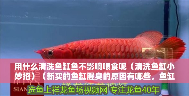 用什么清洗魚缸魚不影響喂食呢（清洗魚缸小妙招）（新買的魚缸腥臭的原因有哪些，魚缸清潔劑清洗方法） 用什么清洗魚缸魚不影響喂食呢（清洗魚缸小妙招）（新買的魚缸腥臭的原因有哪些，魚缸清潔劑清洗方法） 魚缸百科