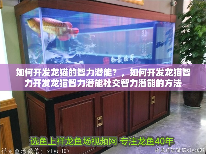 如何開發龍貓的智力潛能？，如何開發龍貓智力開發龍貓智力潛能社交智力潛能的方法