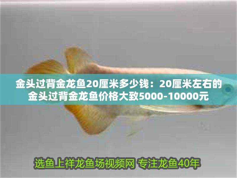 金頭過背金龍魚20厘米多少錢：20厘米左右的金頭過背金龍魚價格大致5000-10000元