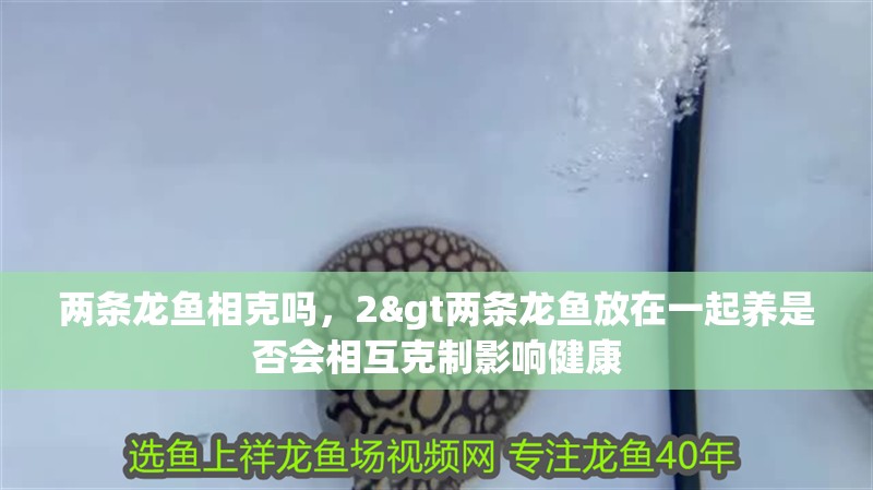 兩條龍魚相克嗎，2&gt兩條龍魚放在一起養是否會相互克制影響健康