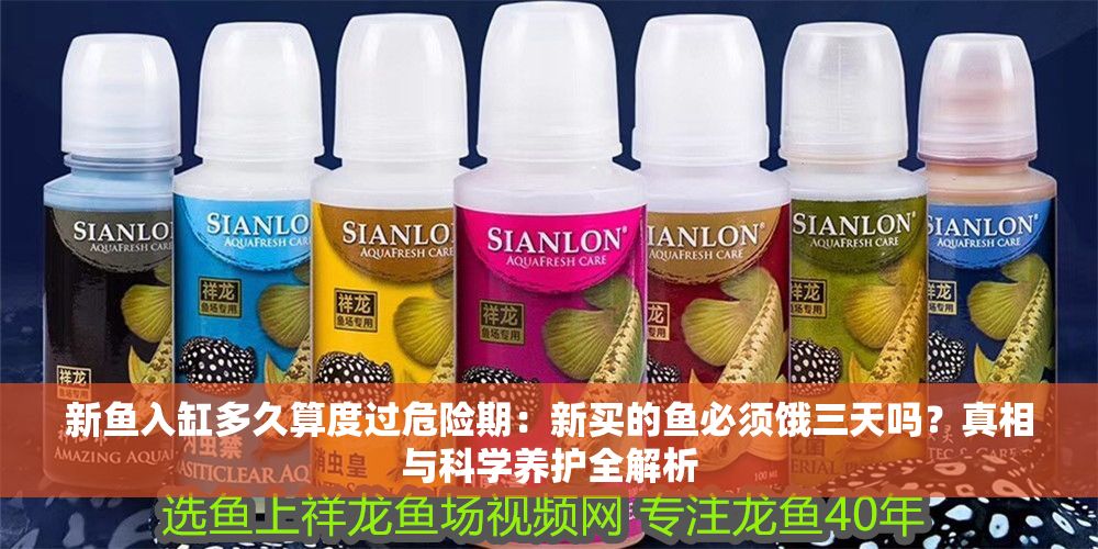 新魚入缸多久算度過危險(xiǎn)期：新買的魚必須餓三天嗎？真相與科學(xué)養(yǎng)護(hù)全解析