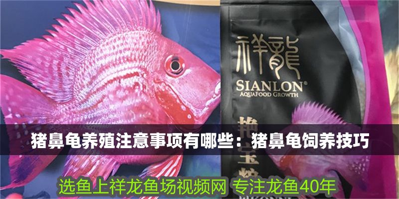 豬鼻龜養殖注意事項有哪些：豬鼻龜飼養技巧